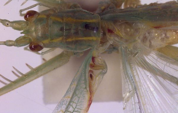 Paraphisis (Heterophisis) wonnewarra Rentz, 2001: male stridulatory apparatus (paratype). (Otu).