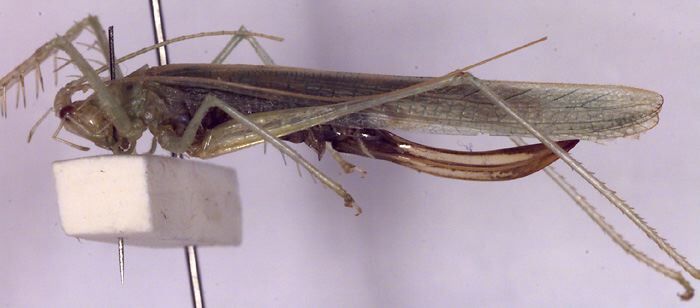 Paraphisis (Heterophisis) lynae Rentz, 2001: female habitus, lateral view (paratype). (Otu).
