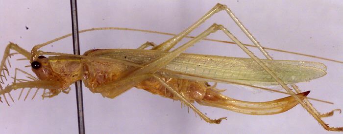 Paraphisis (Heterophisis) wirreecoo Rentz, 2001: female habitus, lateral view (paratype). (Otu).