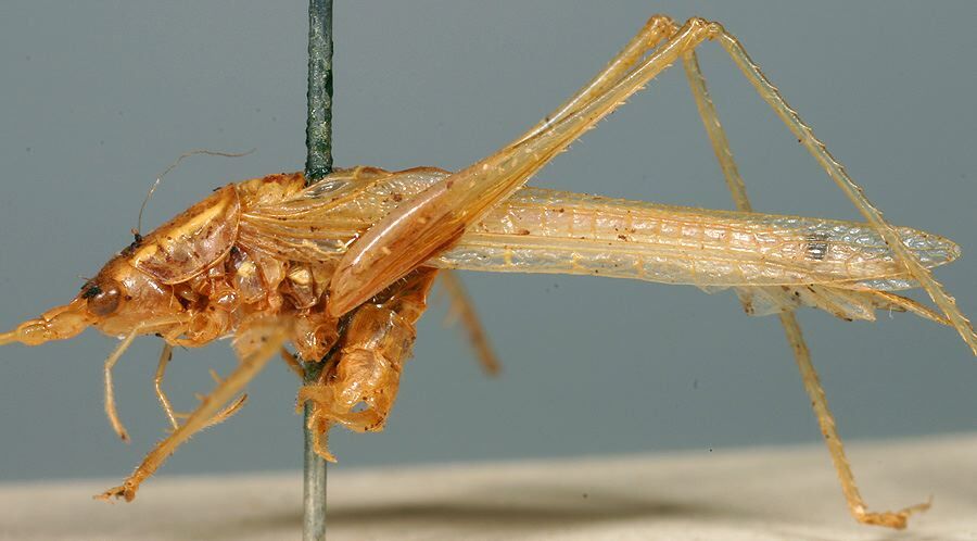 CollectionObject 1517472; 08a026a3-525e-4ec1-b276-e459e5afd189: male, lateral view (lectotype). (CollectionObject).