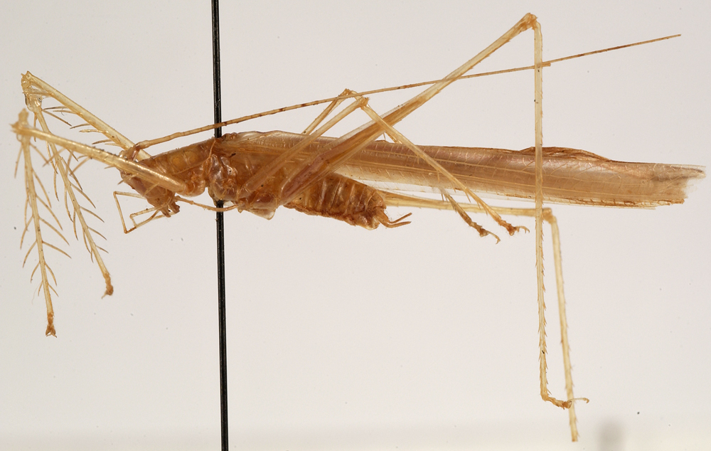 Paraphisis (Paraphisis) longipennis (Kästner, 1933): male habitus, lateral view (holotype). (Otu).