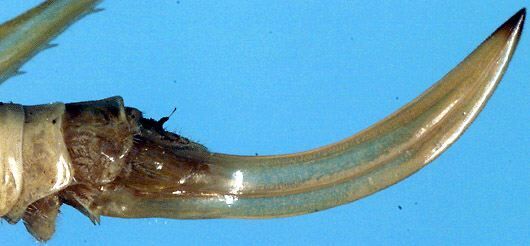 Decolya (Eusrilankana) elegans Henry, 1934: female ovipositor (paratype). (Otu).