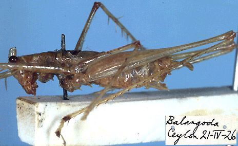 CollectionObject 1517463; 84678588-5feb-4aa2-8de1-c905e459430a: male, lateral view (holotype). (CollectionObject).