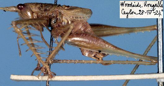 CollectionObject 1517465; a4f7650e-5907-472b-8ddc-f17cd78cbe39: male, lateral view (holotype). (CollectionObject).