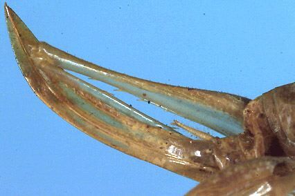 Decolya (Eusrilankana) uvarovi Henry, 1932: female ovipositor (paratype). (Otu).