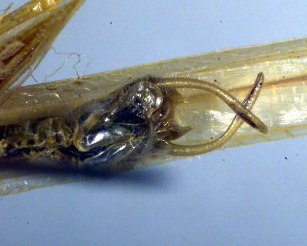 Kevanophisis ponapensis Kevan, 1992: cerci (paratype). (Otu).