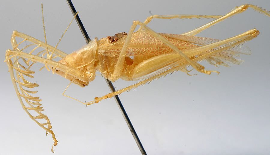 CollectionObject 1517470; 2c29a137-12b8-4206-9d6e-0cc8efc9cad9: male habitus, lateral view (holotype). (CollectionObject).