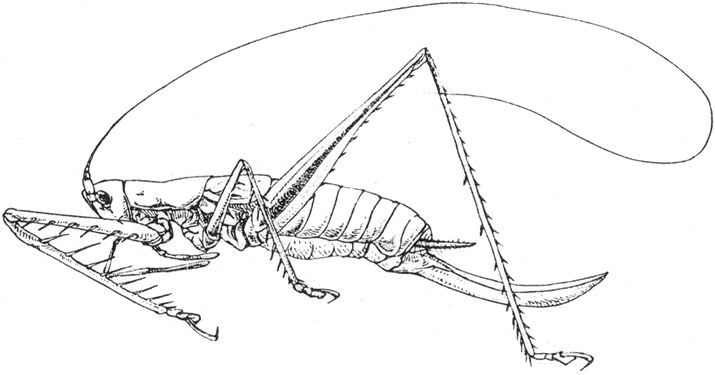 Paradecolya inexspectata (Chopard, 1957): female. (Otu).