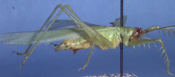 CollectionObject 1504229; b0fc0b26-6c96-48cb-97bf-7c43fc55d1a1: male, lateral view (holotype). (CollectionObject).