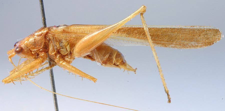 CollectionObject 1596004; 7a33e968-7af3-4dd6-91b7-bf8f3614a1dc: male, lateral view (paratype). (CollectionObject).