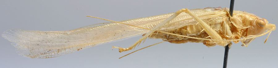 CollectionObject 1596005; 89fba3db-b12c-4ca7-8646-025c70ee2a16: male, lateral view (paratype). (CollectionObject).