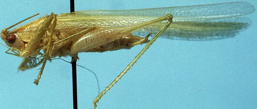 CollectionObject 1533250; ea49af5e-721b-4ec6-901e-9a2653f2b323: male, lateral view (holotype). (CollectionObject).