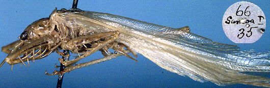 CollectionObject 1517474; 580e3575-cc0e-46cc-9354-5b6a7399eb07: male, lateral view (holotype). (CollectionObject).