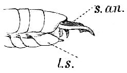 Phisis pectinata (Guérin-Méneville, 1832): Pl. IV, Fig. 96 a. male abdomen tip, lateral view (l.s. = lamina subgenitalis, s.an. segmentum anale). (Otu).