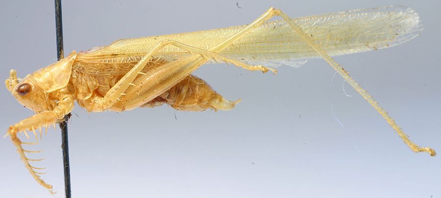 CollectionObject 1520703; 4a3ef791-0b3d-4eb7-ba28-34cebaf8974d: male, lateral view (paratype). (CollectionObject).