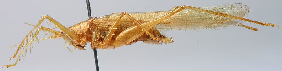 CollectionObject 1517475; c7e0919b-7d38-492a-87f4-1c6567a1fac1: male, lateral view (holotype). (CollectionObject).