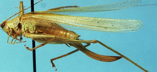 Phisis stenolobata Jin, 1992: female, lateral view (allotype). (Otu).