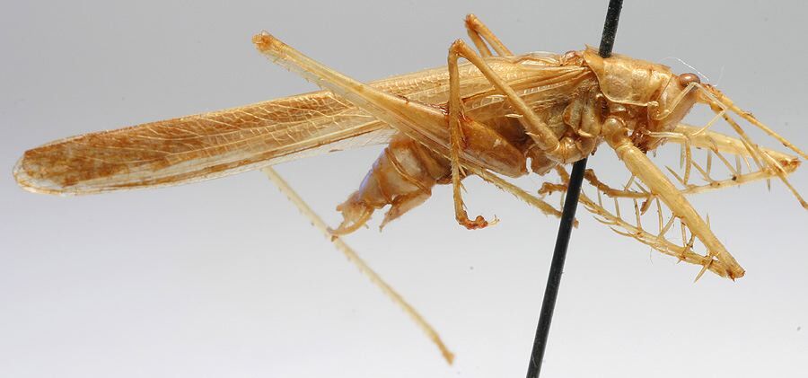 CollectionObject 1596009; 49edb536-48b8-4c3f-8a5d-35f78838fb39: male, lateral view (paratype). (CollectionObject).