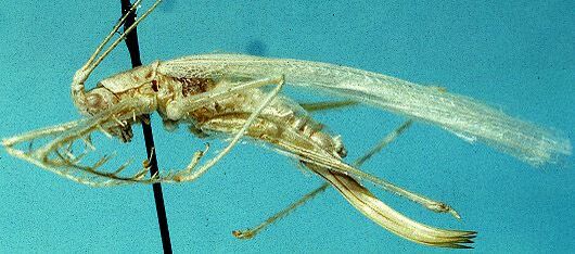 Phisis vittata Kevan, 1992: female (allotype). (Otu).