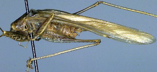 Phisis willemsei Kevan, 1987: male, lateral view (paratype). (Otu).