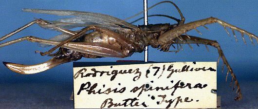 CollectionObject 1517471; 58916901-ac04-42f6-88a9-da183ca80b2d: female, lateral view with label (holotype). (CollectionObject).