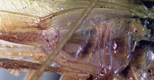 Seselphisis visenda (Bolívar, 1912): male left mirror area (paralectotype). (Otu).