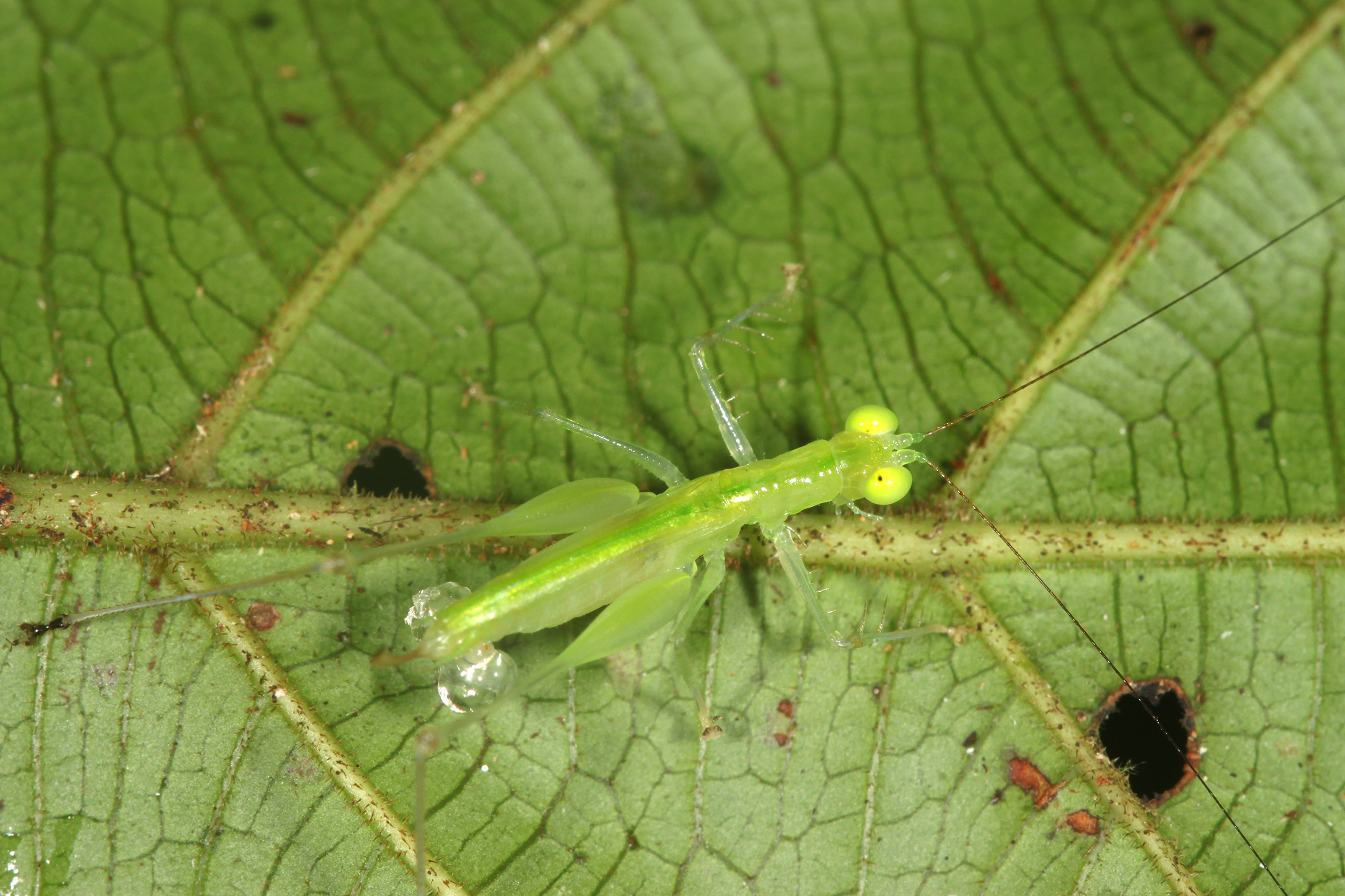 Asiophlugis trusmadi Gorochov, 2011: female (Sandakan). (Otu).