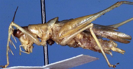 CollectionObject 1517425; 1f9adc64-81b2-42b8-9187-aeed4754b6d3: male, lateral view (holotype). (CollectionObject).