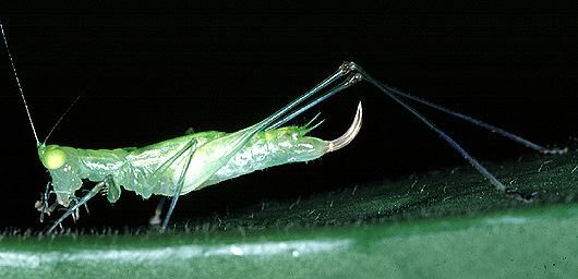 Asiophlugis rete Gorochov, 1998: 1998. female (Asiophlugis thai). (Otu).