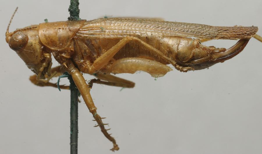 CollectionObject 1535209; 802ebac8-1da0-4803-9807-30b47af3c927: female, lateral view (lectotype). (CollectionObject).