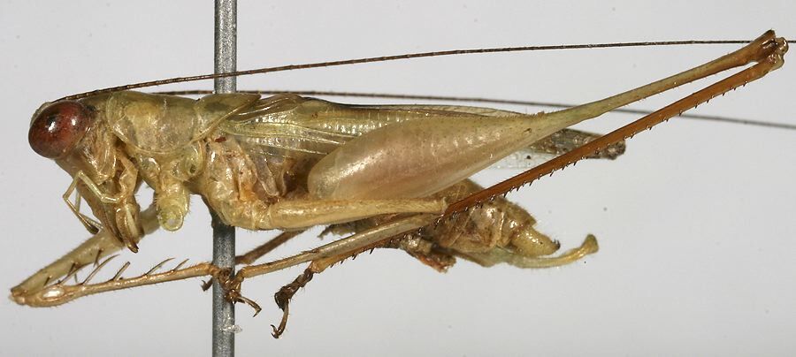 CollectionObject 1533233; 43804912-78eb-449b-8006-20892304aa1f: male, lateral view (holotype). (CollectionObject).