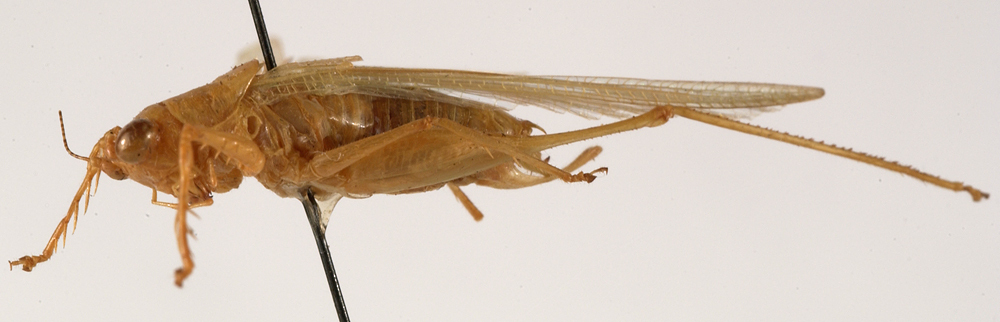 CollectionObject 1534652; d825bca5-7865-49ca-a43e-24d8aaf5b907: male, lateral view (holotype). (CollectionObject).