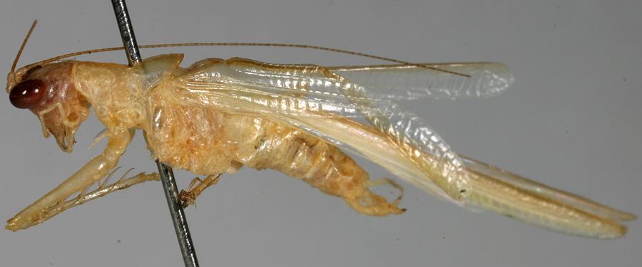 CollectionObject 1533227; 0f2bc730-995a-45f6-83b2-4339d73b6cee: male, lateral view (holotype). (CollectionObject).
