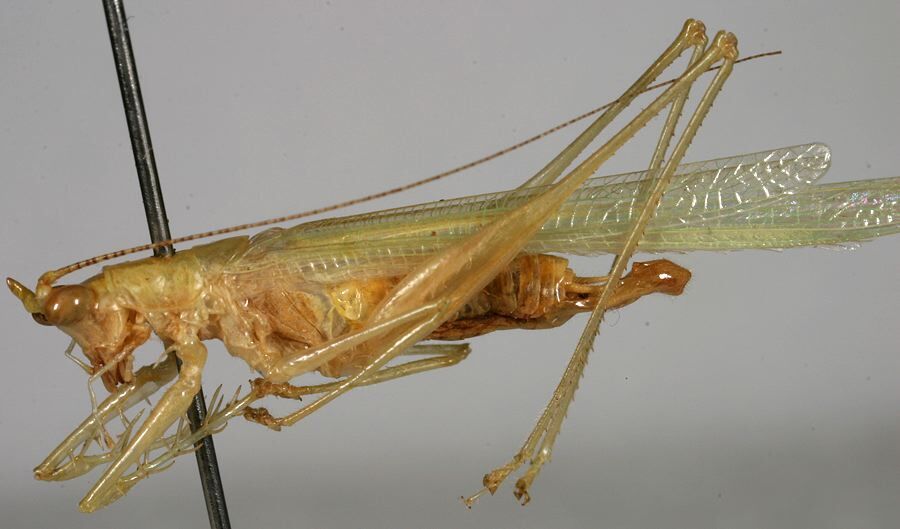 CollectionObject 1533231; 1d3bb650-4c5c-4898-8e40-704cfdb239d7: male, lateral view (holotype). (CollectionObject).