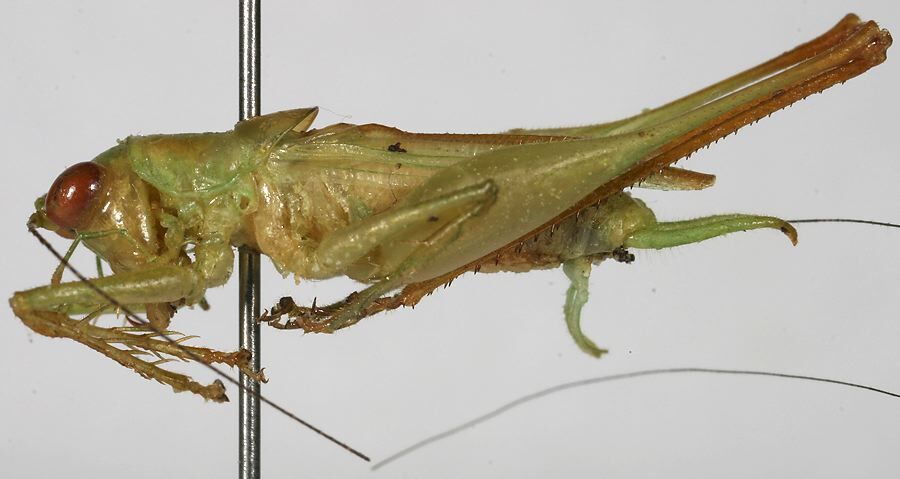 CollectionObject 1533234; 512ff800-7ba2-40cc-91da-d84ab4c4cb53: male, lateral view (holotype). (CollectionObject).