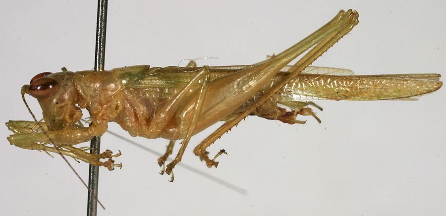 CollectionObject 1533235; b3032041-2fdb-455f-bc25-a764563b774d: male, lateral view (holotype). (CollectionObject).