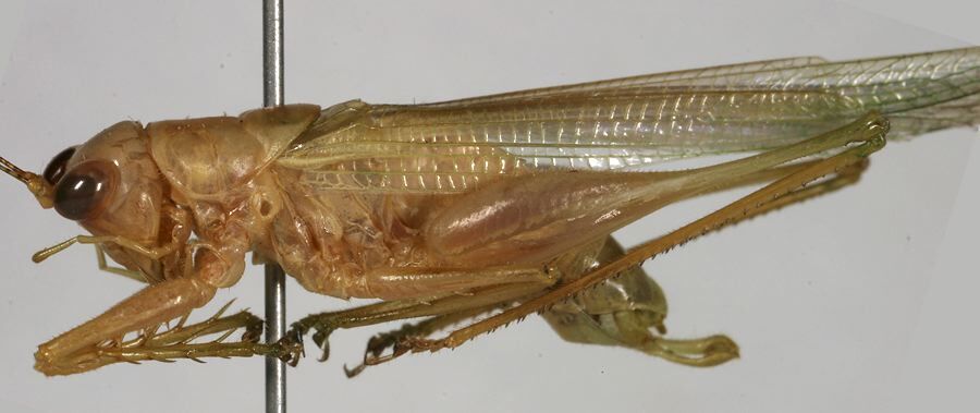 CollectionObject 1533236; 149f03f6-e04b-4141-bbb6-ba20232101c0: male, lateral view (holotype). (CollectionObject).