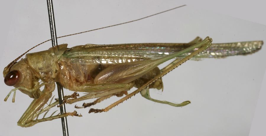 CollectionObject 1533237; 1aee6368-e327-4709-bb2d-e2f4318af999: male, lateral view (holotype). (CollectionObject).