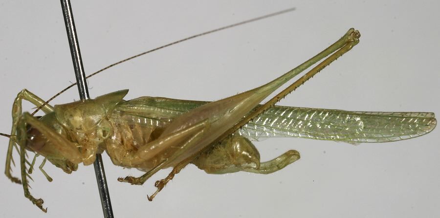 CollectionObject 1533238; dd59ec3d-1752-4164-b39c-bc975eae97e9: male, lateral view (holotype). (CollectionObject).