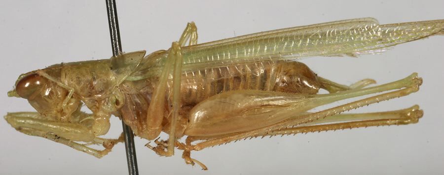 CollectionObject 1533241; b8d30790-b187-4752-b72b-7f92eb55e3f2: male, lateral view (holotype). (CollectionObject).