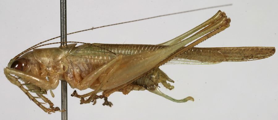 CollectionObject 1533242; eb9d3e20-2c62-4266-bd1d-d52b684934c5: male, lateral view (holotype). (CollectionObject).