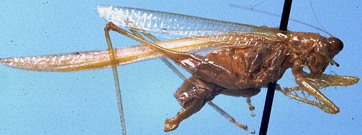 CollectionObject 1522597; ce333407-4c27-4ce3-a6d9-e61d0714af09: male, lateral view (holotype). (CollectionObject).