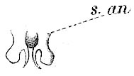 Phlugis abnormis (Redtenbacher, 1891): Pl. IV, Fig. 95 a. male abdomen tip, dorsal view (s.an. = segmentum anale). (Otu).