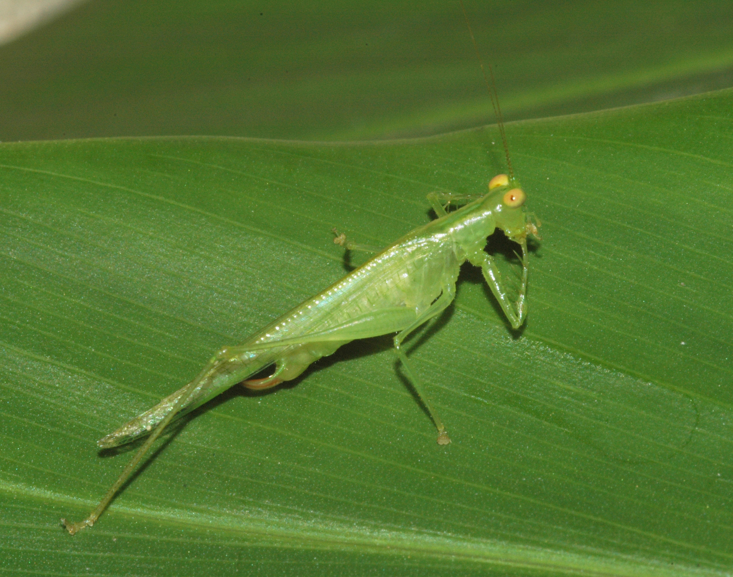 Phlugis chrysopa Bolívar, 1888: female. (Otu).