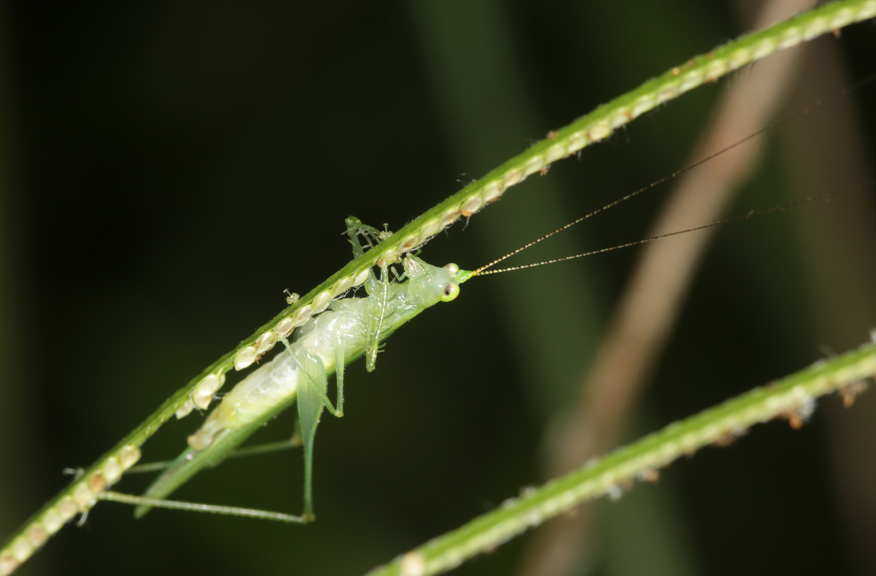 Phlugis ocraceovittata Piza, 1960: male (Mato Grosso do Sul, near Base de Estudos do Pantanal, 11 December 2015, at night). (Otu).