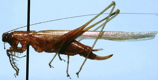 Phlugis poecila Hebard, 1927: female, lateral view (allotype). (Otu).