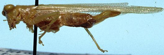 CollectionObject 1522600; 0022625f-7105-4cdc-abfe-445ddfad7676: male, lateral view (holotype). (CollectionObject).