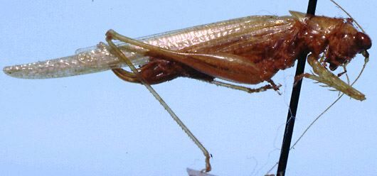 Phlugis simplex Hebard, 1927: female, lateral view (allotype). (Otu).
