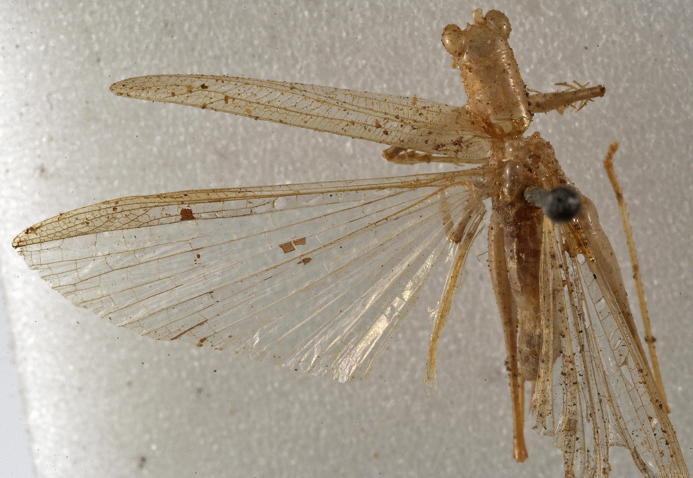 CollectionObject 1529796; 72f0d161-bc02-4c2d-9802-5cb234329dff: female, dorsal view (holotype). (CollectionObject).