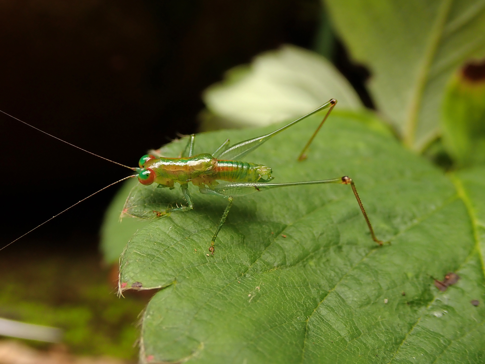 Phlugidia usambarica Hemp, 2002: male (East Usambara Mountains, Amani, November 2017). (Otu).
